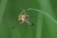 Panorpa communis