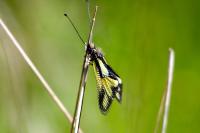 Libelloides coccajus