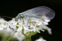 Chrysopa perla