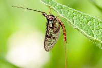 Ephemera vulgata