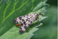 Panorpa communis