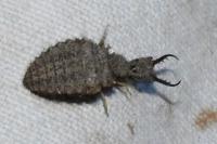 Myrmeleon