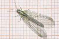 Chrysopa perla