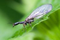 Raphidia