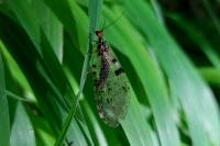 Osmylus fulvicephalus
