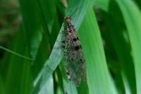Osmylus fulvicephalus