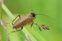 Ectobius lapponicus