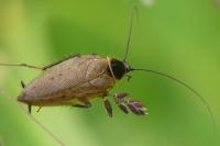 Ectobius lapponicus
