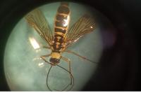 Panorpa communis