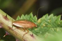Ectobius pallidus
