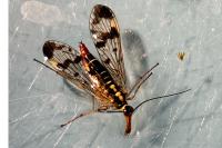 Panorpa communis