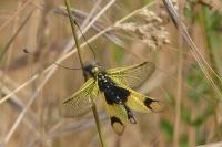 Libelloides longicornis