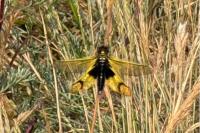 Libelloides longicornis