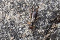 Forficula auricularia