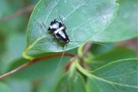 Planuncus vinzi