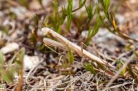 Mantis religiosa