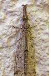 Distoleon tetragrammicus