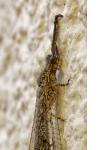 Distoleon tetragrammicus