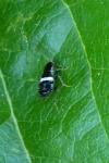 Planuncus vinzi