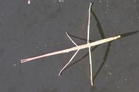 Clonopsis gallica