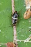 Planuncus vinzi