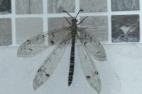 Distoleon tetragrammicus
