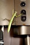Mantis religiosa