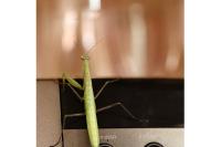 Mantis religiosa
