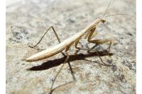 Mantis religiosa