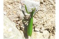 Mantis religiosa