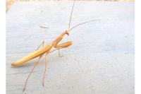 Mantis religiosa