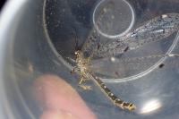 Distoleon tetragrammicus