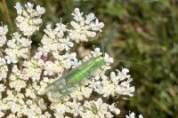 Chrysoperla