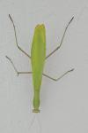 Mantis religiosa