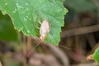 Planuncus vinzi