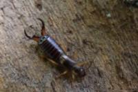 Forficula auricularia