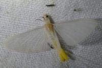 Ephoron virgo