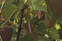 Mantis religiosa