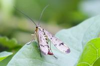 Panorpa communis