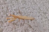 Mantis religiosa