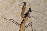 Mantis religiosa