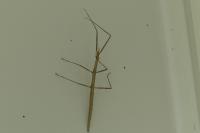 Clonopsis gallica