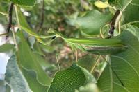 Mantis religiosa