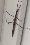 Clonopsis gallica