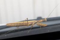Mantis religiosa