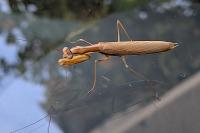 Mantis religiosa