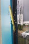 Mantis religiosa