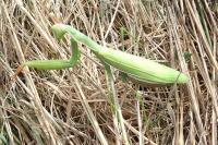 Mantis religiosa