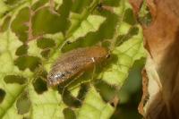 Planuncus vinzi