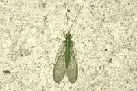 Chrysopa